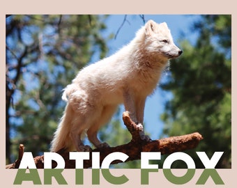 Arctic Fox Photo Print: Wild Animal Photography (Digital Download)