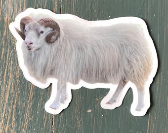 Icelandic Sheep Sticker - Ram