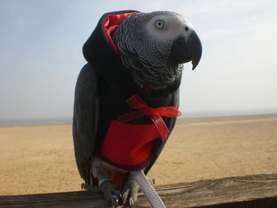Sweat A Capuche Perroquet Oiseau Pour Animaux De Compagnie Etsy