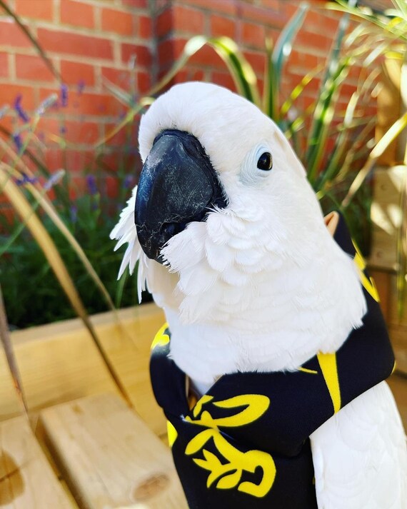 Pet bird parrot 'ORIENTAL EXPRESS' hoodie - all sizes available - petite to large