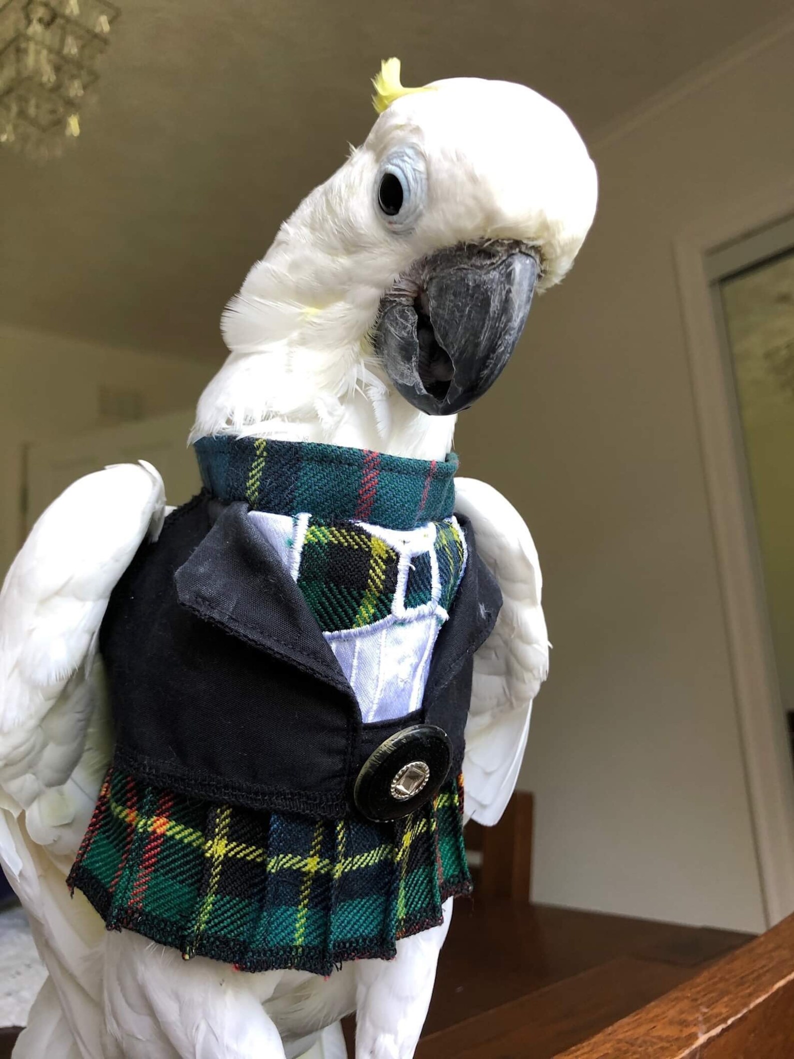 Pet bird parrot kilted Suit jacket all sizes available Etsy