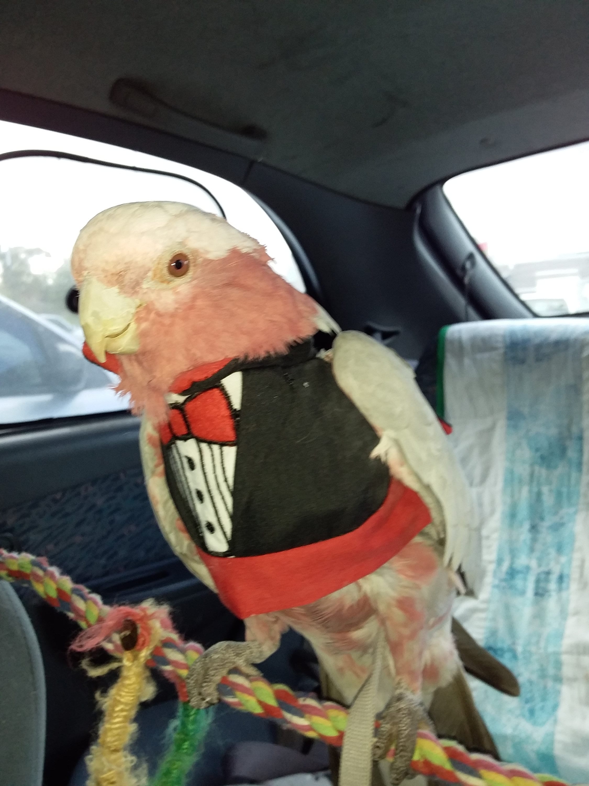 HALLOWEEN - DELUXE Dracula vampire suit for pet bird ...