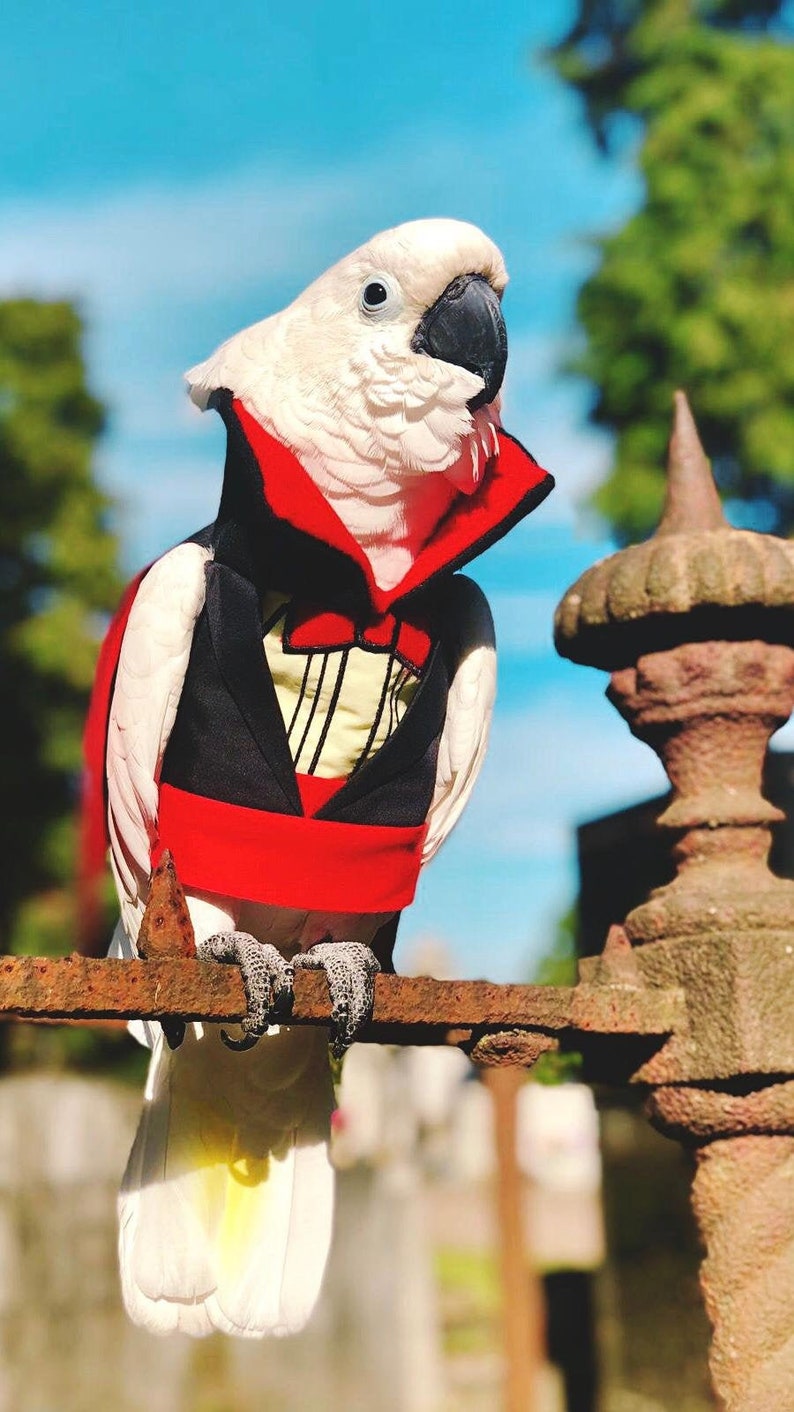 HALLOWEEN DELUXE Dracula vampire suit for pet bird parrot Etsy