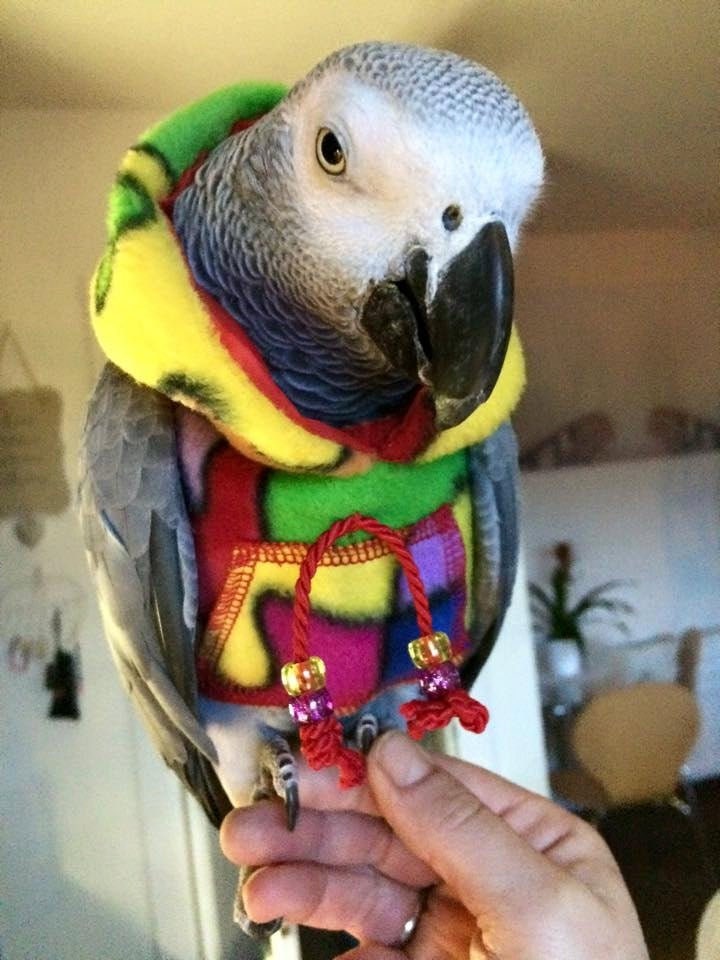 pet parrot