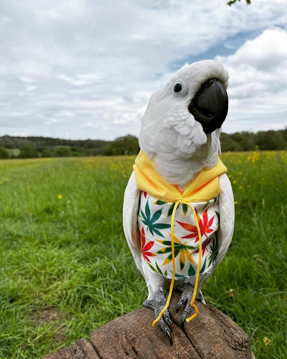 Pet bird parrot 'LOVELY LEAFIES' hoodie - all sizes available - petite to large