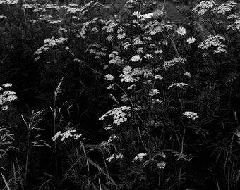 Black and White Wisconsin Wildflowers, Digital Photo Print