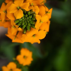 Orange vårvildblomma, sanddynsväggblomma, digital fotonedladdning