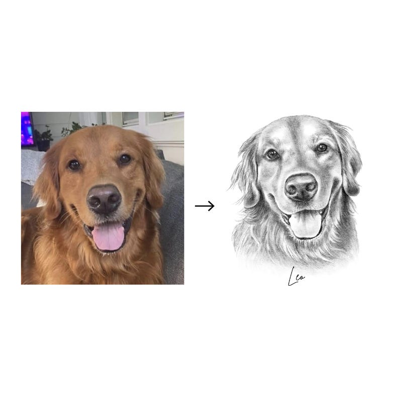 May include: An image showing a Golden Retriever dog next to a pencil sketch of the same dog. The dog has light brown fur and a happy expression. The sketch is in monochrome, depicting the dog's face with a signature.