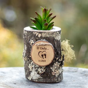 succulent cuttings for sale Succulent cuttings