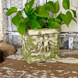 May include: A green potted plant with large leaves sits in a white planter with a decorative design. The planter is on a white wooden surface with a distressed finish.