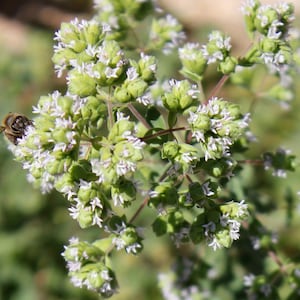 May include: A close-up of a bee pollinating white flowers on a green oregano plant.
