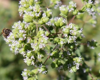 Wild West Organics Greek Organic Oregano