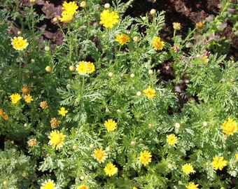 Wild West Organics Organic Chrysanthemum Seeds