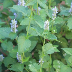 Wild West Organics Organic Anise Hyssop Seeds