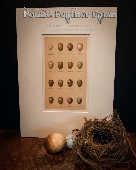 Antique Henry Seebohm British Bird Egg Chromolithograph Plate from 1896 England