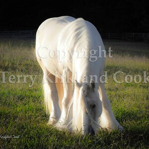 White Gold ~ Copyrighted Photograph by Terry Kirkland Cook