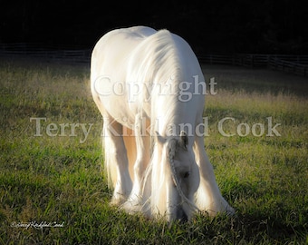 White Gold ~ Copyrighted Photograph by Terry Kirkland Cook