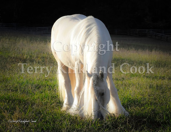 White Gold ~ Copyrighted Photograph by Terry Kirkland Cook