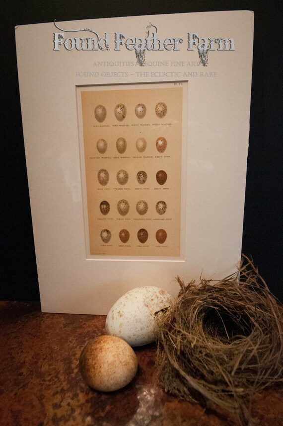 Antique Henry Seebohm British Bird Egg Chromolithograph Plate from 1896 England