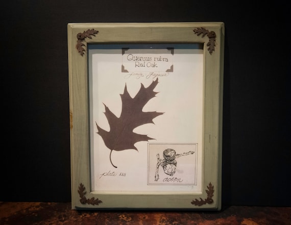 Framed Red Oak Leaf Print