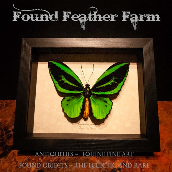 A Stunning Preserved and Framed Metallic Green Birdwing Butterfly From Papua New Guinea