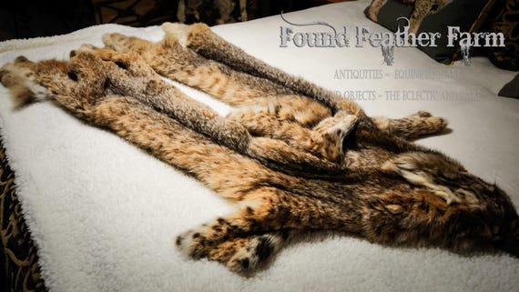 Two Vintage Professionally Tanned Bobcat Hides