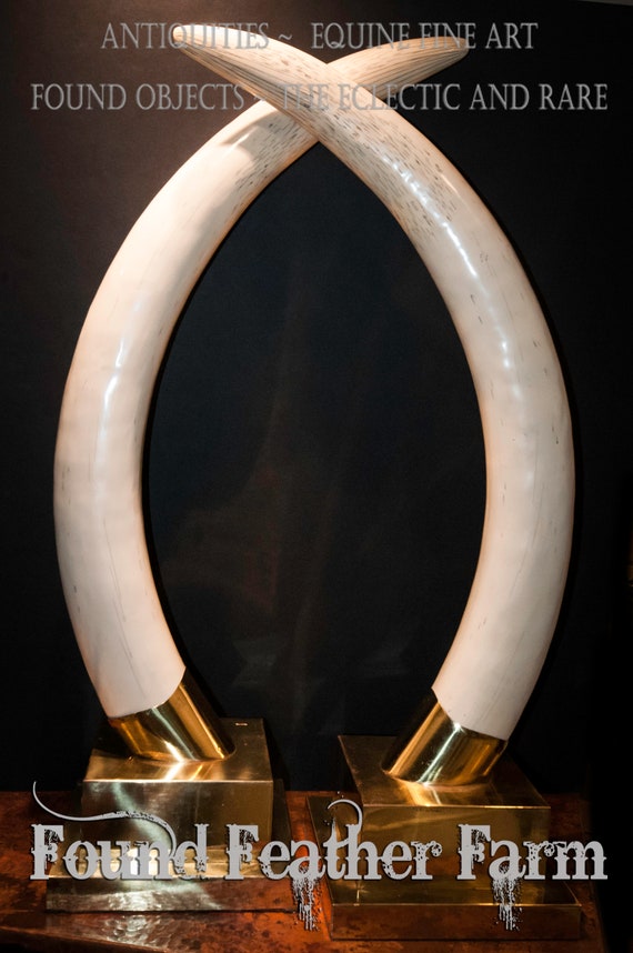 Fantastic Lifesized Faux Elephant Ivory Tusks on Brass Stands