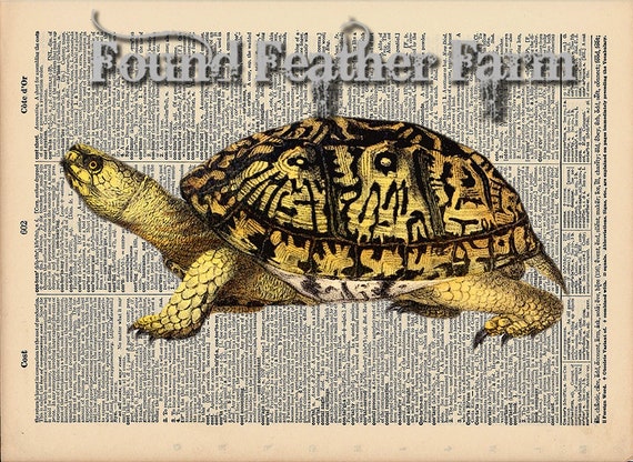 Vintage Antique Dictionary Page with Antique Print "Turtle One"