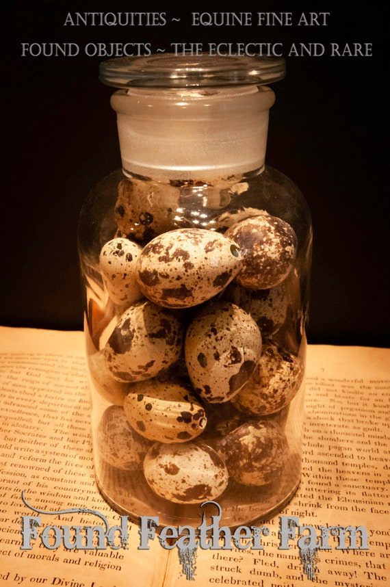 Medium 1890's Antique Glass Apothecary Bottle with Glass Stopper and Filled with Hand Blown Quail Eggs