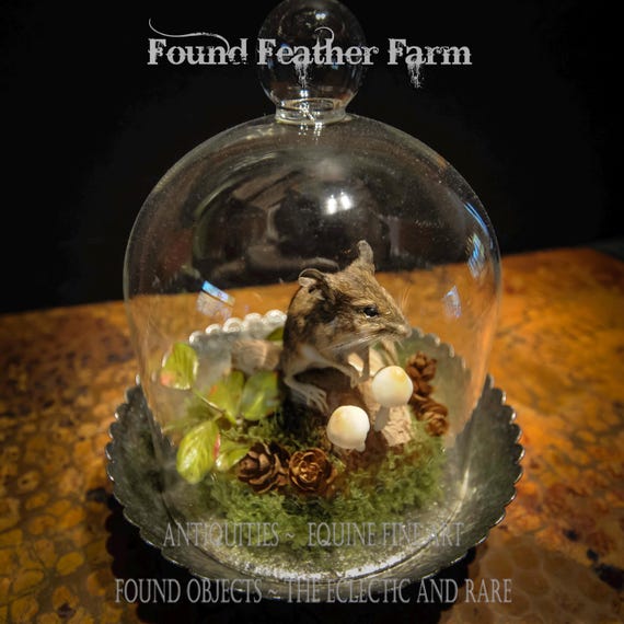 French Cloche with Tiny Field Mouse and Mushrooms