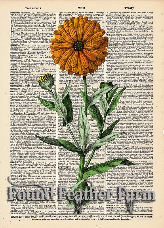 Vintage Antique Dictionary Page with Antique Print "Orange Flower"