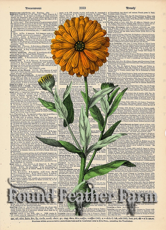 Vintage Antique Dictionary Page with Antique Print "Orange Flower"