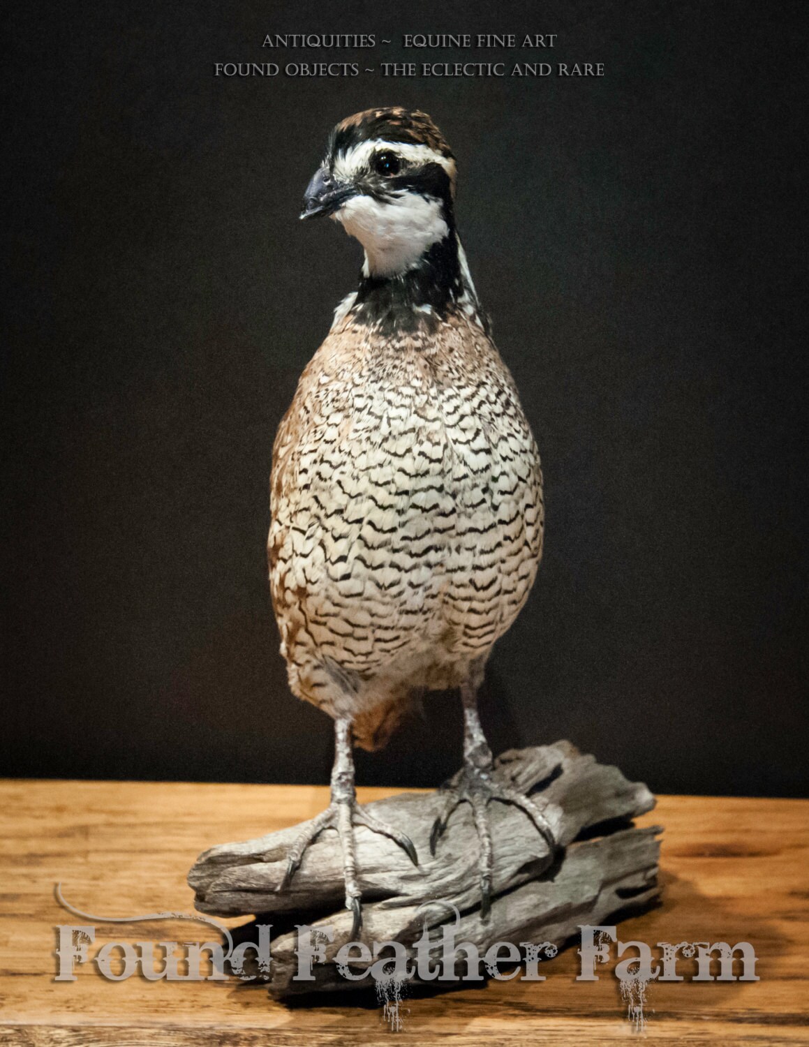 Taxidermy Bob White Quail Specimen on a Wooden Log