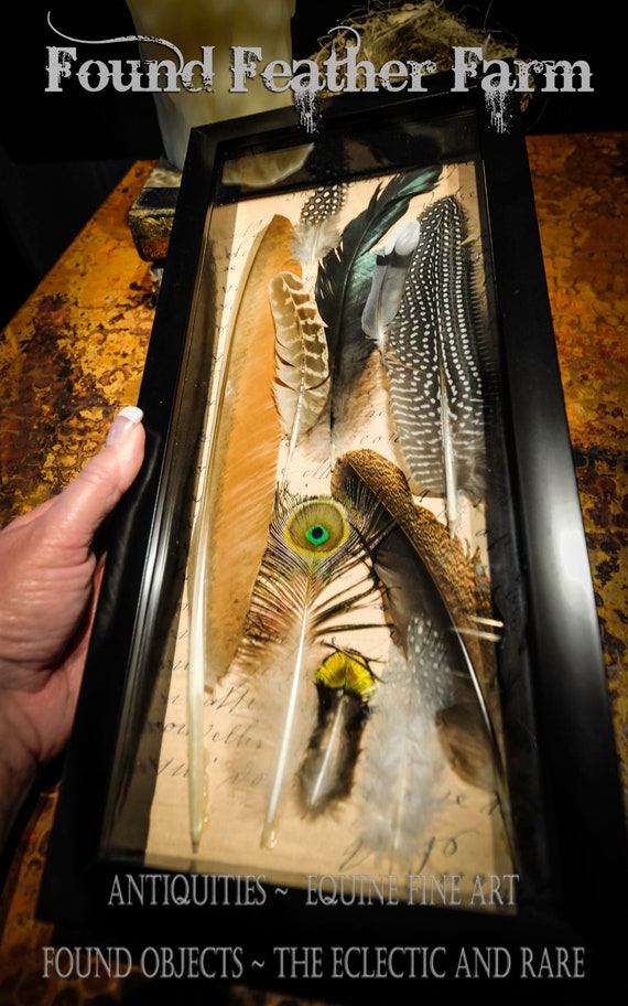 Shadowbox with a Collection of Natural Bird Feathers