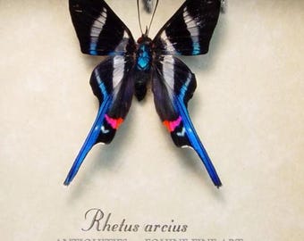 Anaea Archidona Gold Leaf Mimic Butterfly Peru - Etsy