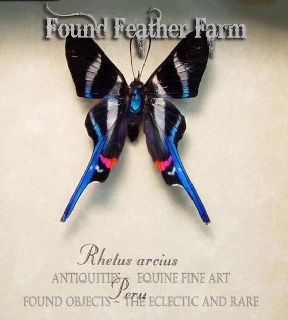Preserved Framed Rhetus Arcius Butterfly Specimen from Peru