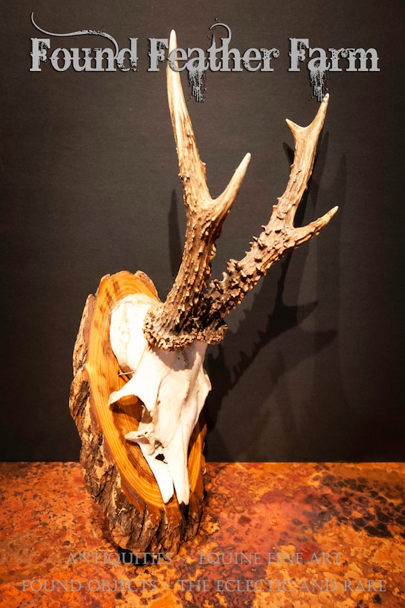 Antique Large Roe Deer  Buck Skull and Antler Mount from The Black Forest Circa 1935