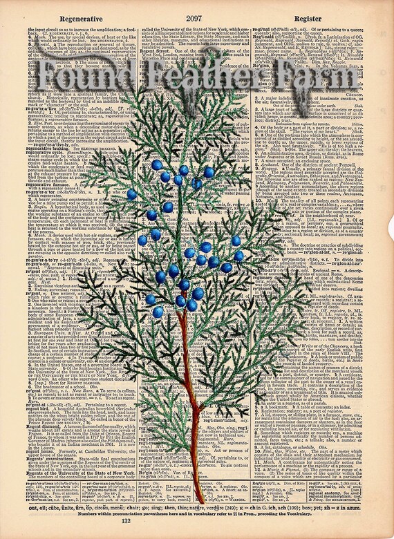 Vintage Antique Dictionary Page with Antique Print "Red Cedar Leaves"