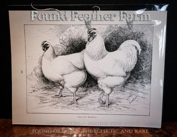 Antique 1910 Lithograph Print of White Wyandottes Chickens