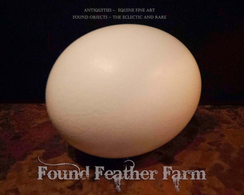 Natural Extra Large African Ostrich Egg