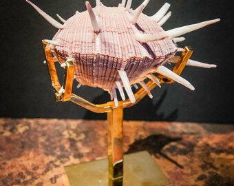 Large Collector's Specimen Regal Spiny Oyster with 24K Gold Plated Display Stand