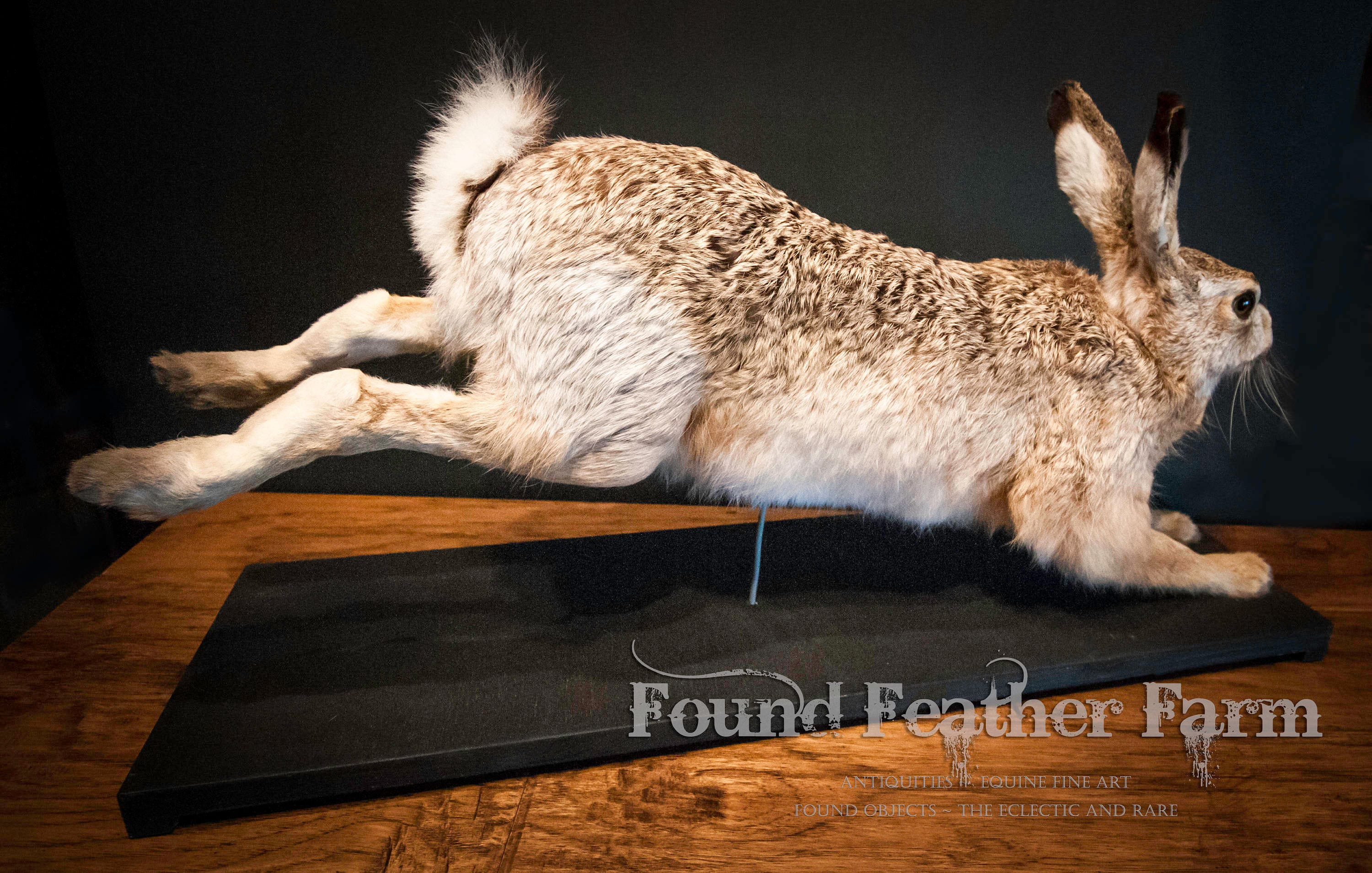Reserved for Richard Beautiful Antique European Rabbit Taxidermy on