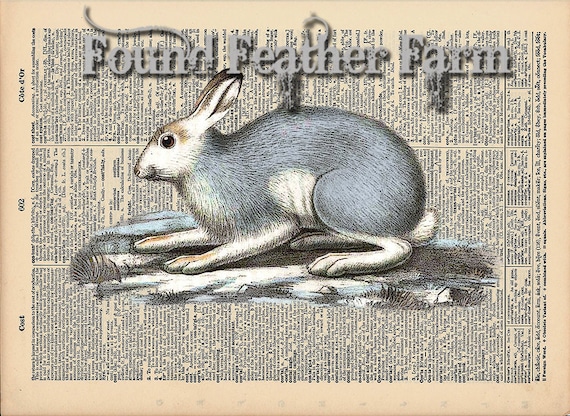 Vintage Antique Dictionary Page with Antique Print "Snow Bunny"