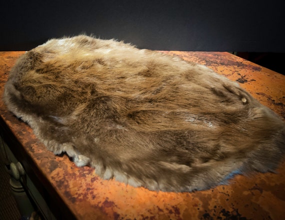 Canadian Beaver Pelt