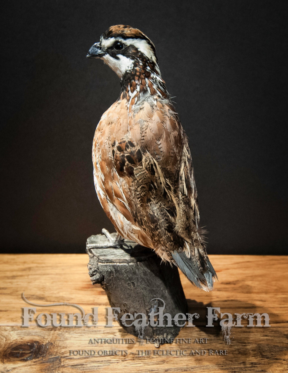 Taxidermy Bob White Quail Specimen on a Wooden Post