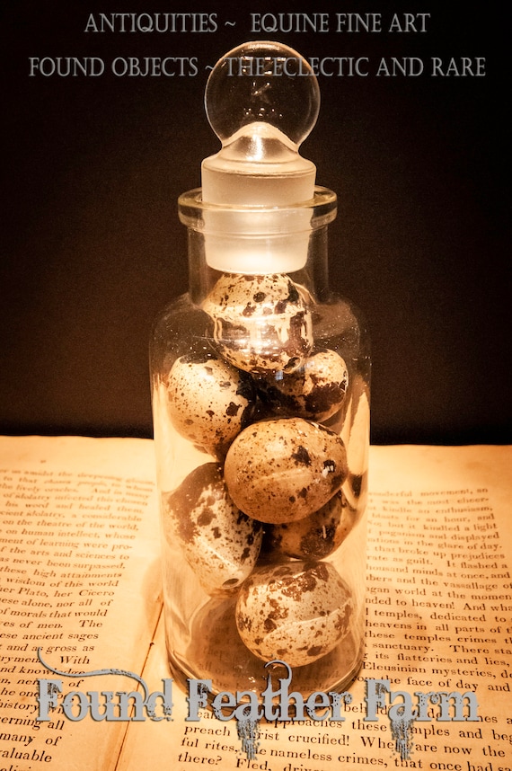 Small 1890's Antique Apothecary Jar with Glass Stopper Filled with Speckled Quail Eggs