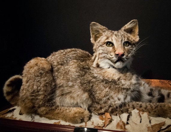 Beautiful North American Bobcat Winter Snow Display