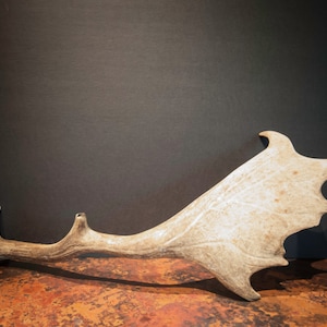 Naturally Shed English Fallow Deer Antler