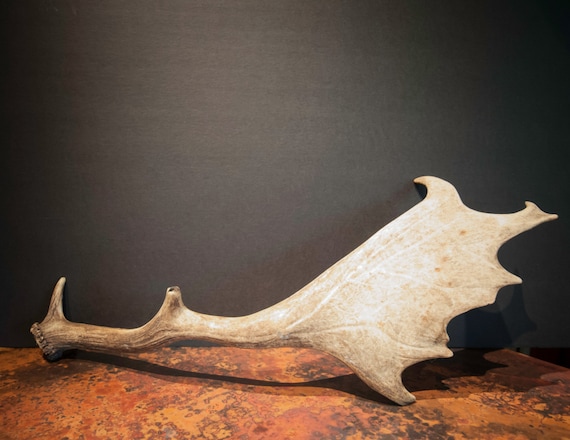 Naturally Shed English Fallow Deer Antler