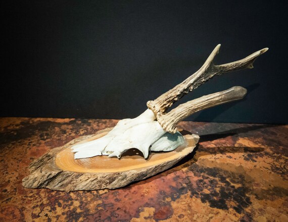 Antique Medium Roe Deer Buck Skull and Antler Mount from The Black Forest Circa 1952